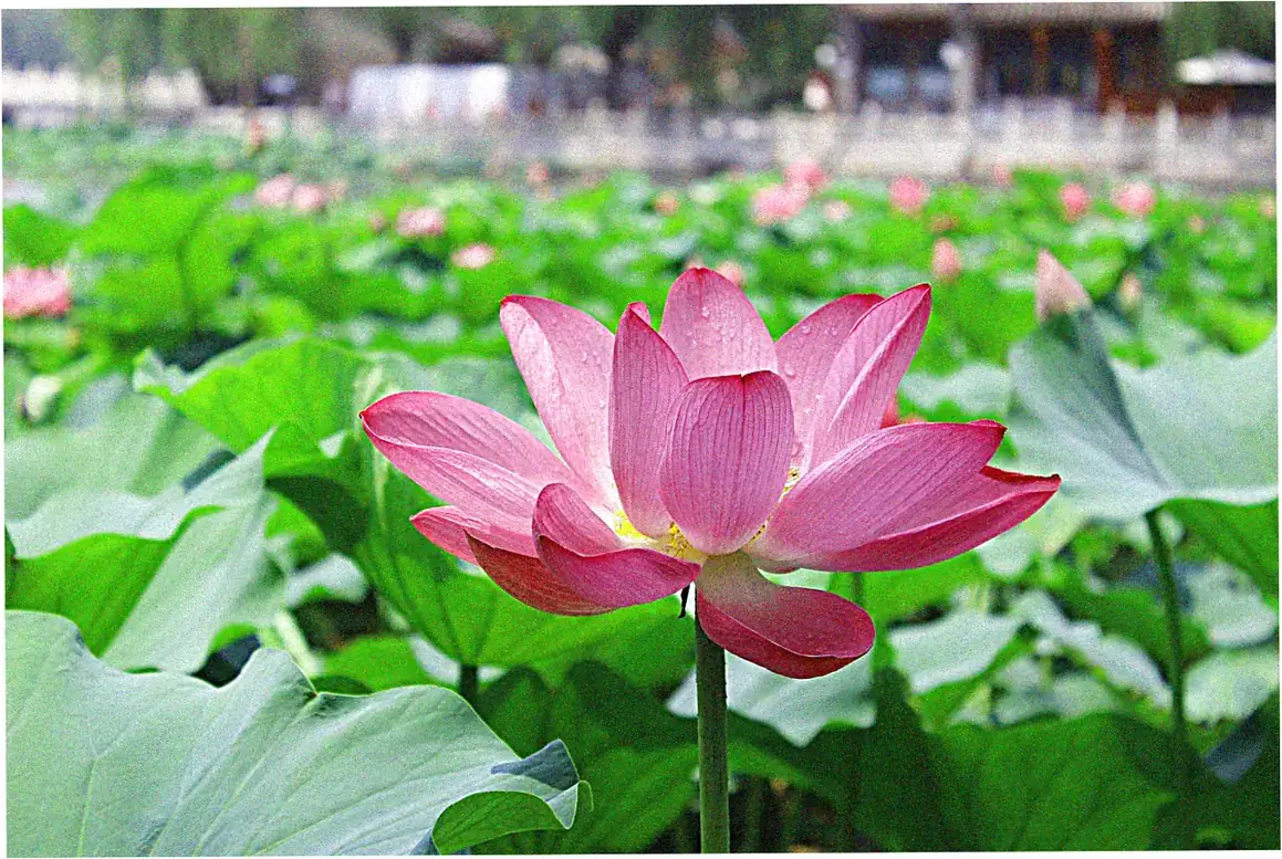 Best time to visit Beihai Park seasons