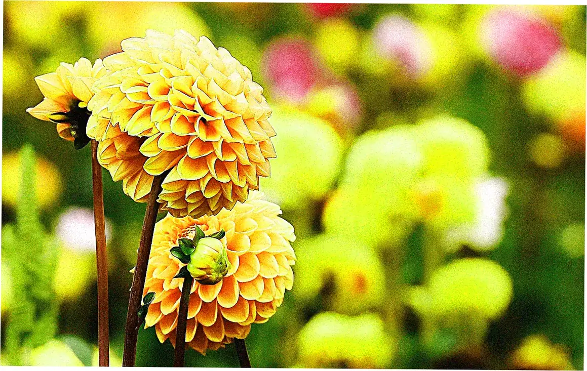 Accessibility features at Shuzhuang Garden for seniors