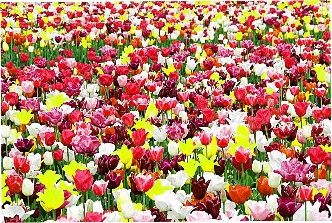 Special events and festivals at Shuzhuang Garden