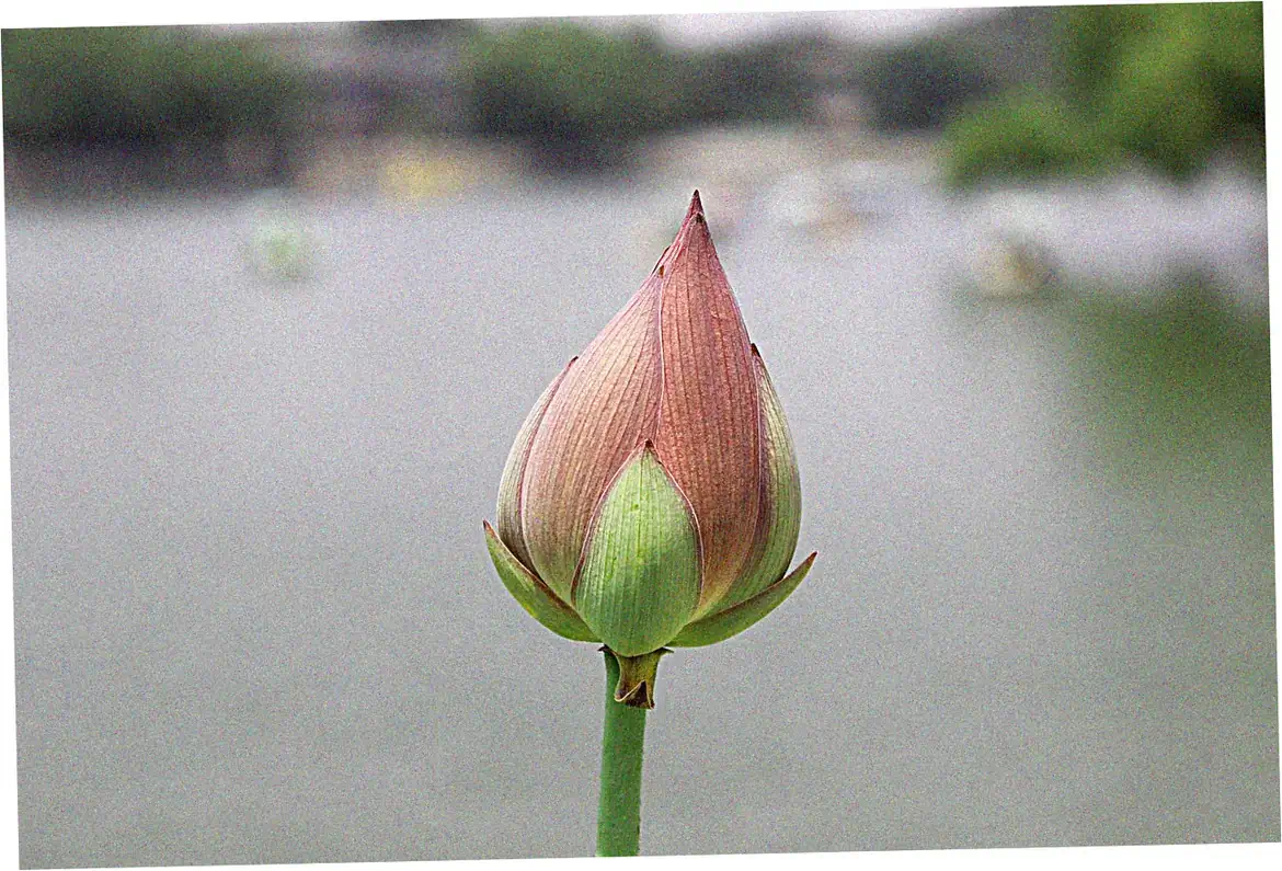 Beihai Park boat rental prices types