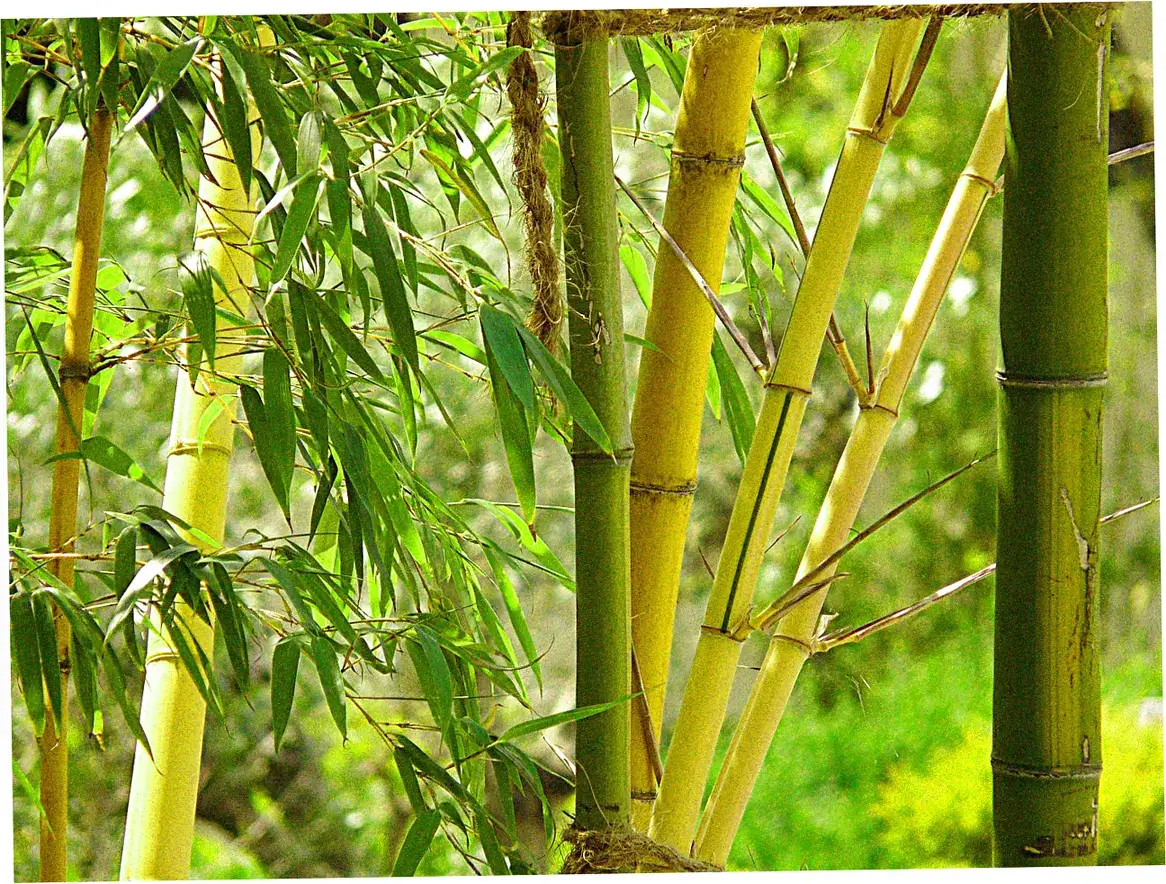 Bamboo Garden Hotel transportation and airport transfers