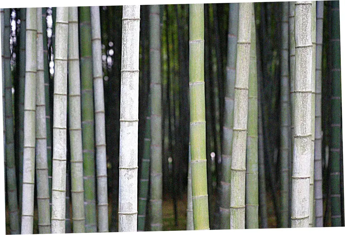 Bamboo Garden Hotel sustainability initiatives and eco-practices