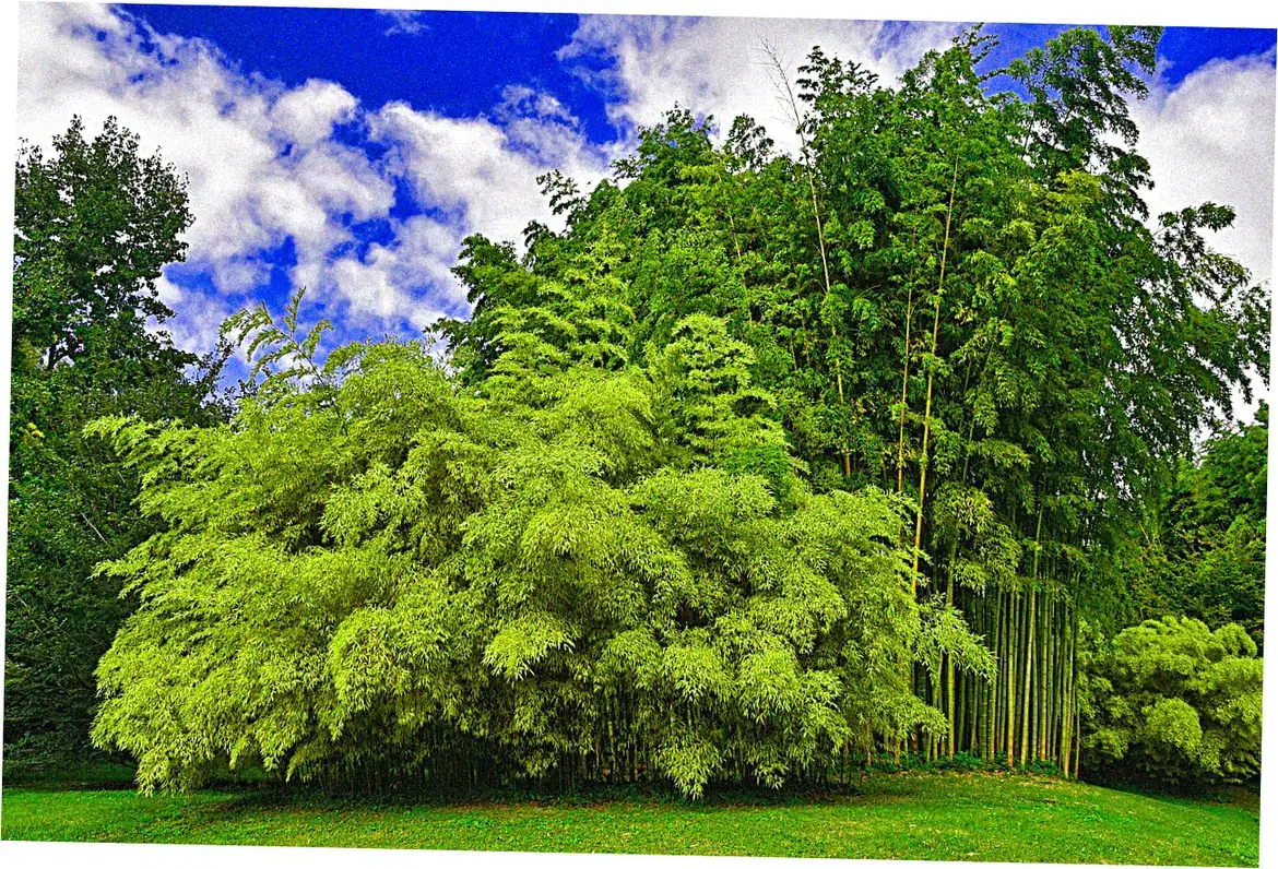 Bamboo Garden Hotel location near Kololi Beach attractions