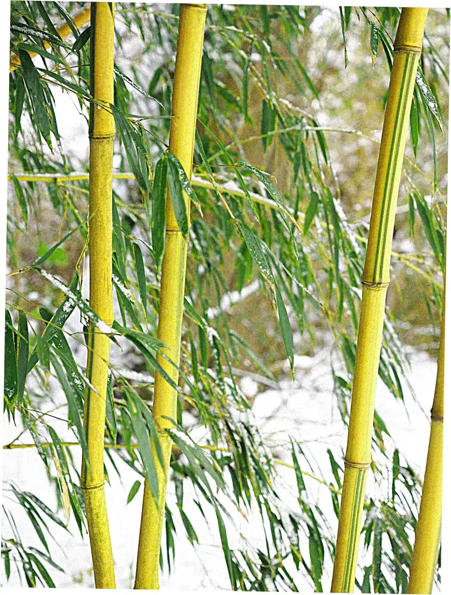 Bamboo Garden Hotel wellness center and spa treatments