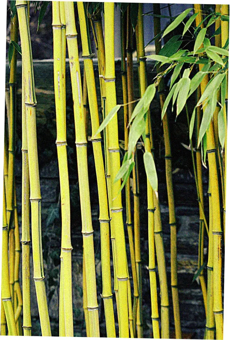 Bamboo Garden Hotel safety measures and health protocols