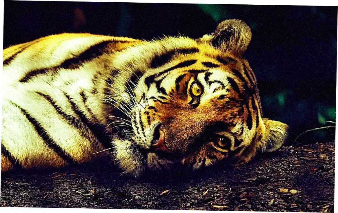 Planning Your Tiger Leaping Gorge Hike