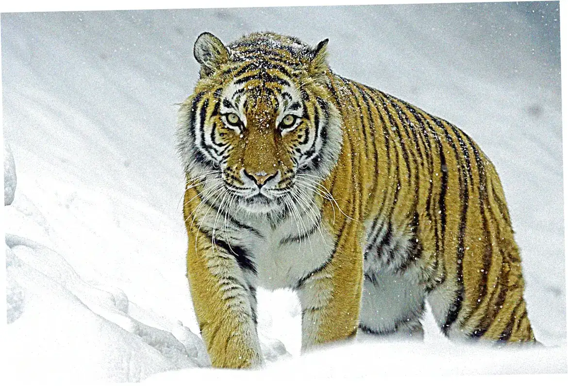Safety Tips for Tiger Leaping Gorge Hike