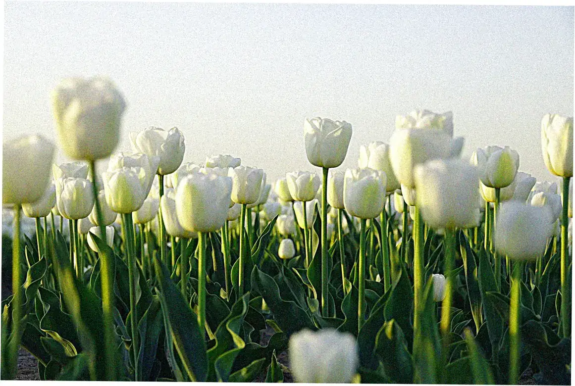 Skagit Valley Tulip Festival - Pacific Northwest Spectacle