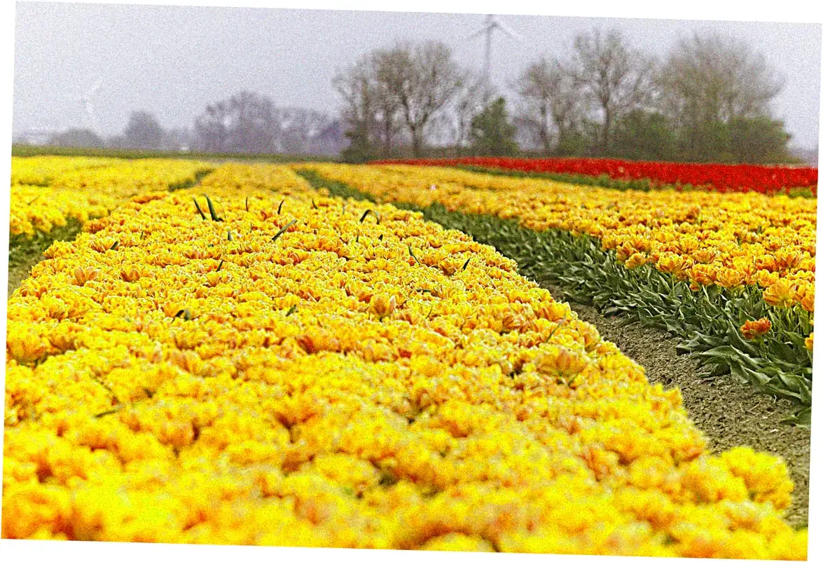 Turkish Istanbul Tulip Festival - Historical Homecoming