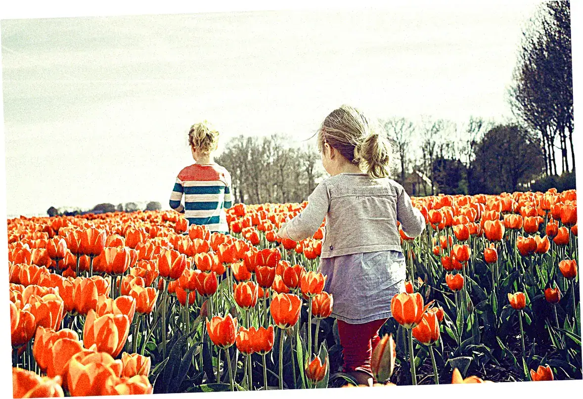 Canadian Tulip Festival - North America's Crown Jewel