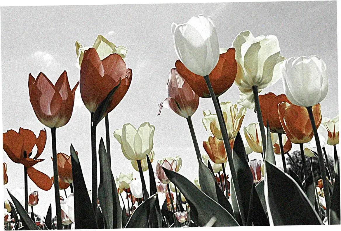 Canadian Tulip Festival - North America's Crown Jewel