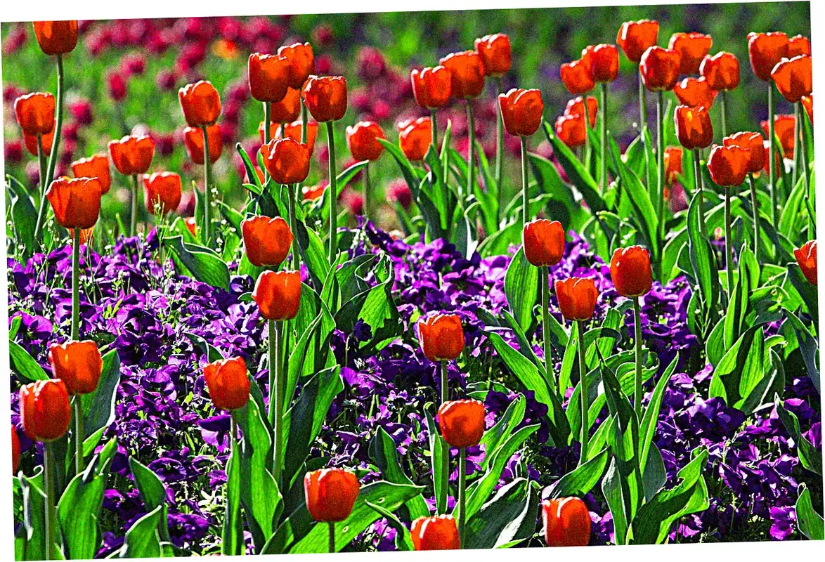 Netherlands Keukenhof Gardens - The Gold Standard