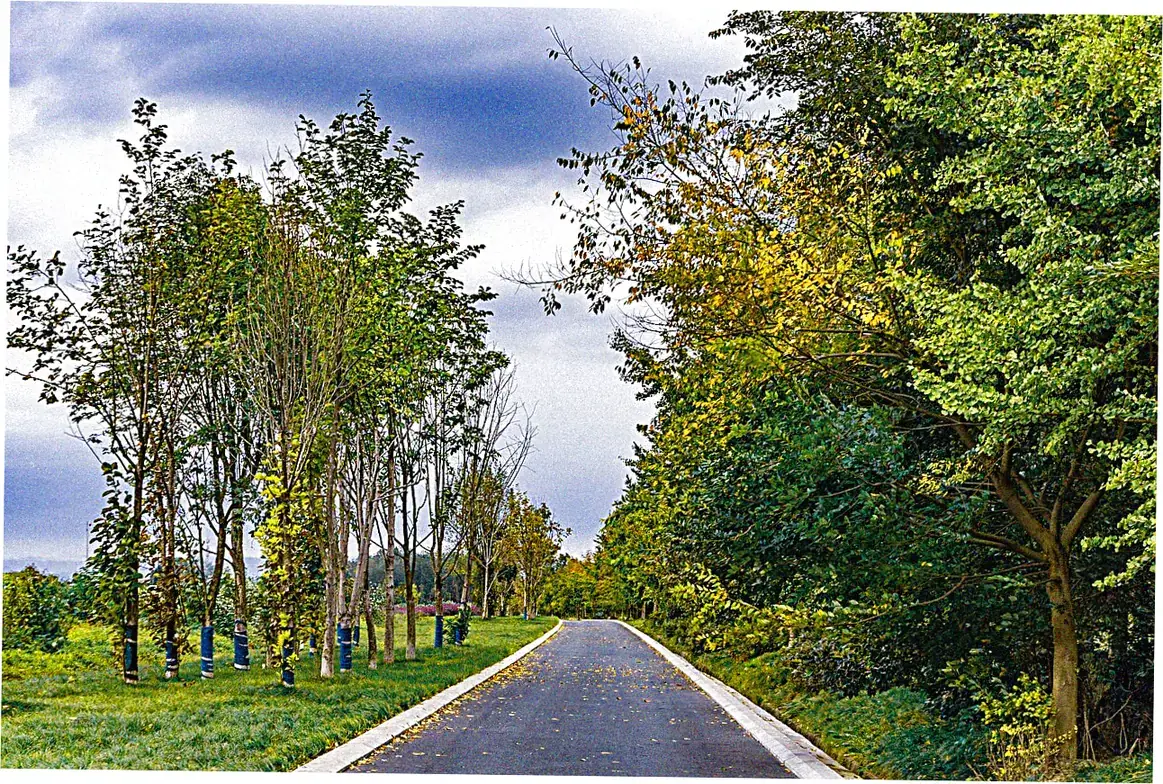 Chengdu's Park Culture
