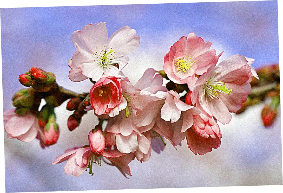 Origins and Cultural Significance of Spring Bloom Festivals