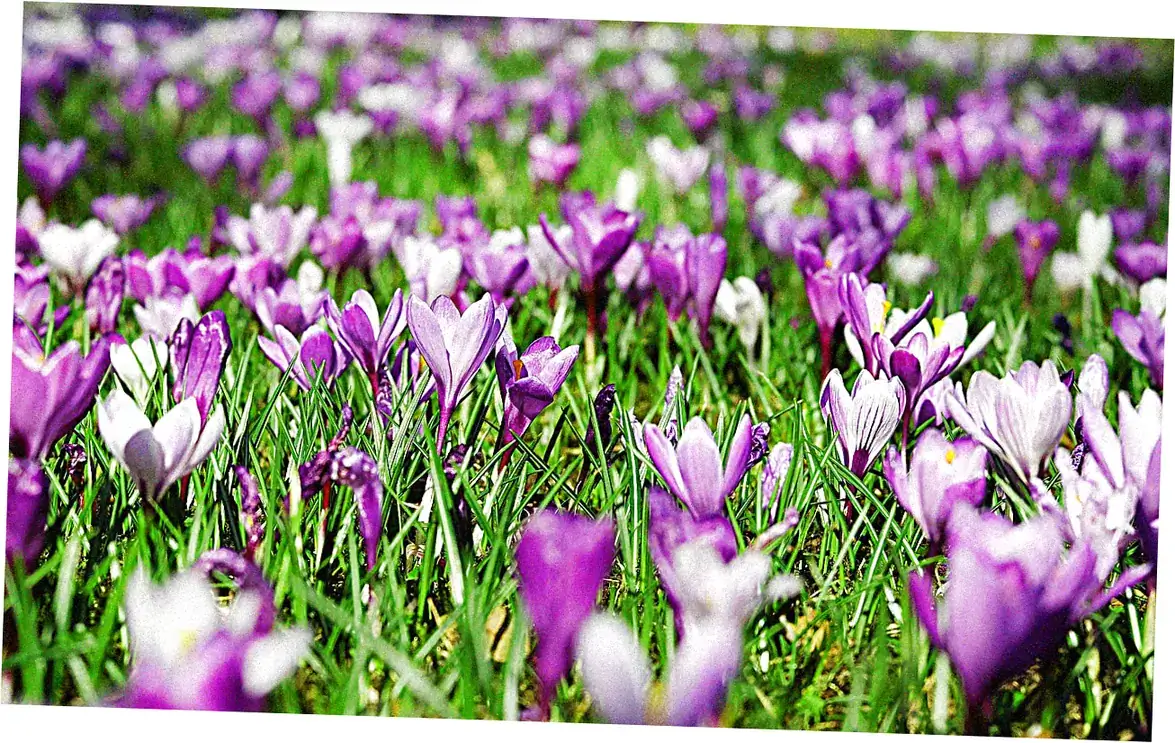 Flora Highlights: Flowers to Look For