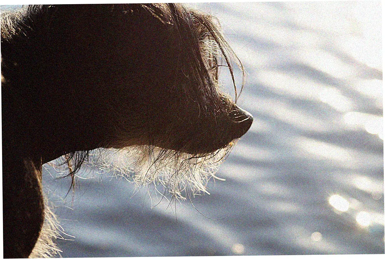 Li River Cruises and Waterway Exploration