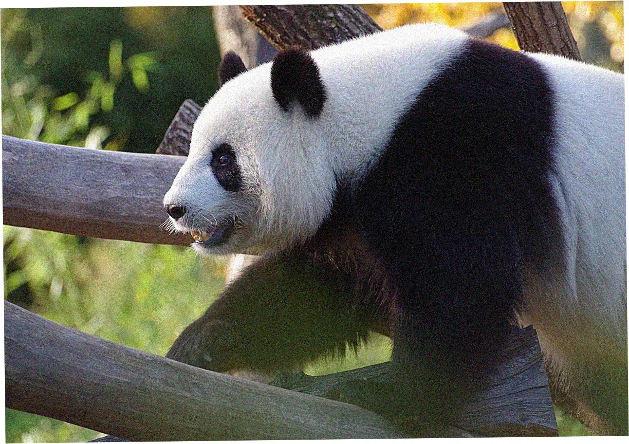 If you're looking for Chinese cultural and historical items for kids in Shanghai