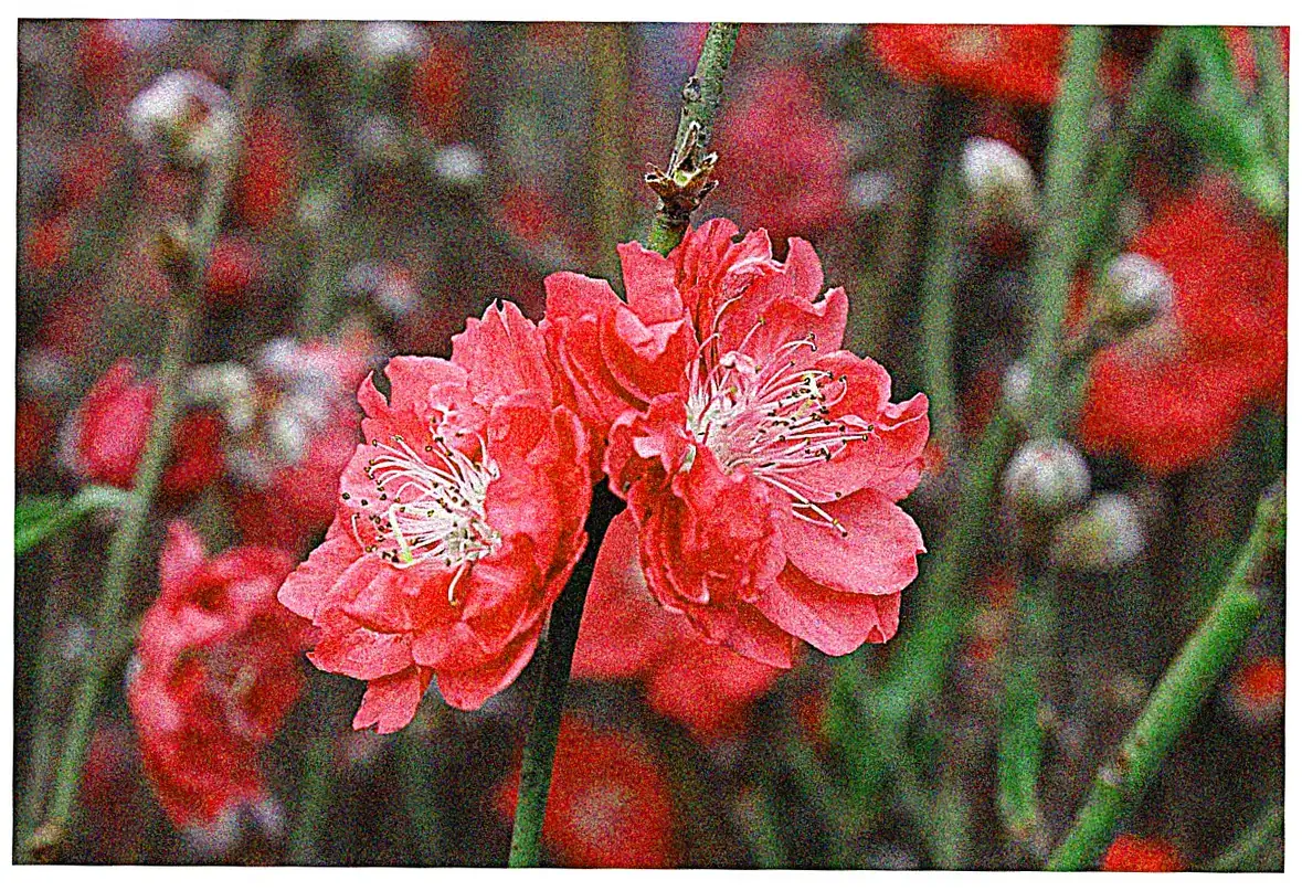 Silk Products and Textiles