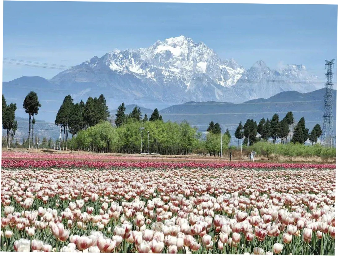 FAQ About Lijiang Snow Mountain Scenic train